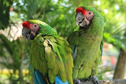 Parrots in Mexico