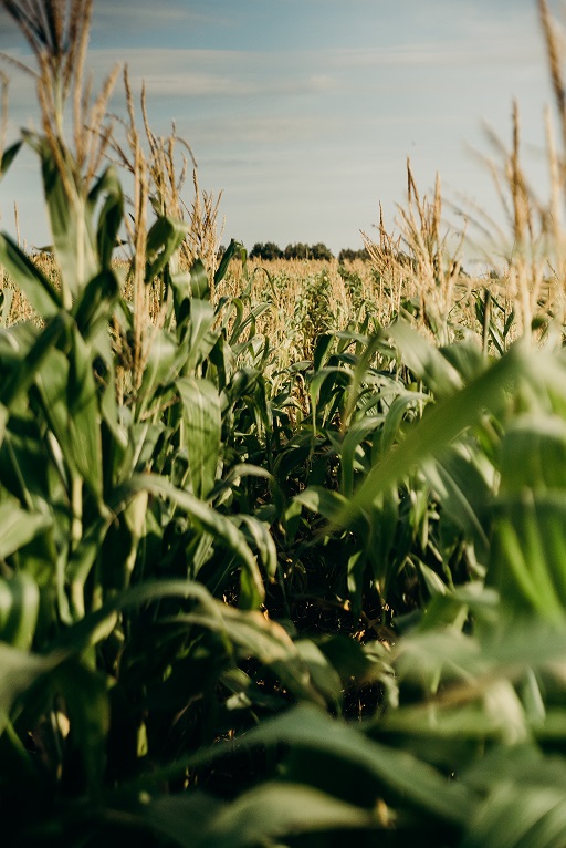 Corn Field - Main Crops in Mexico