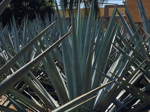 Blue Agave Tequila