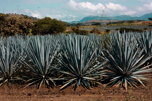 Blue Agave in jalisco