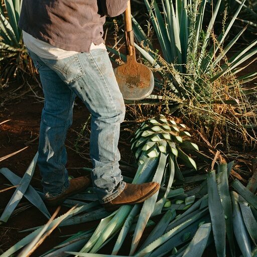Agave Tequila Production Making