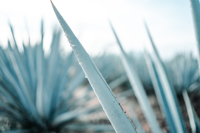 Choosing the Right Tequila Manufacturer