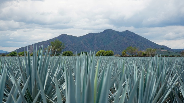 What is Tequila?