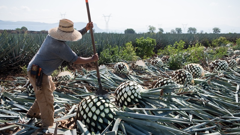 What does 100% agave Tequila mean? What does 100% agave Tequila mean?