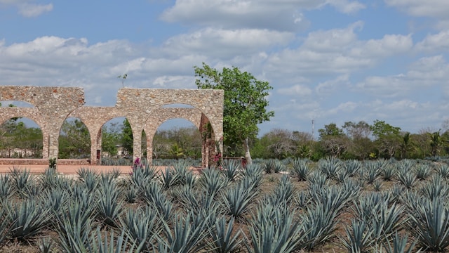 Greenhouse Agriculture in Mexico: Growth, Innovation, and Export Opportunities