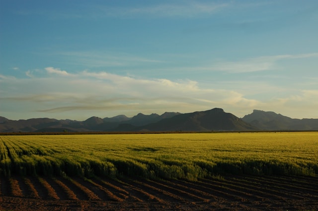 Greenhouse Agriculture in Mexico: Growth, Innovation, and Export Opportunities
